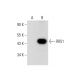RRS1 Antibody (G-2) - Western Blotting - Image 308172 