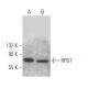 RRS1 Antibody (G-2) - Western Blotting - Image 371873