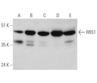RRS1 Antibody (H-5) - Western Blotting - Image 349068 