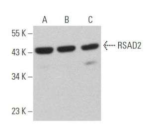 RSAD2 Antibody (G-8) - Western Blotting - Image 364049 