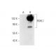 RSHL1 Antibody (C-4) - Western Blotting - Image 303805 