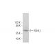RSHL1 Antibody (C-4) - Western Blotting - Image 385223