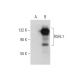RSHL1 Antibody (C-9) - Western Blotting - Image 303763 