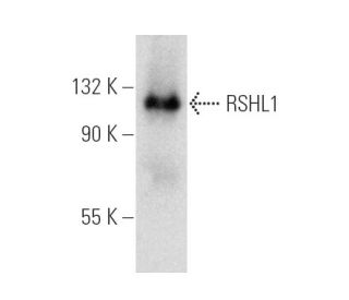 RSHL1 Antibody (C-9) - Western Blotting - Image 388997 