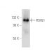RSHL1 Antibody (C-9) - Western Blotting - Image 388997 