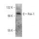Rsk-1 Antibody (10B1D7) - Western Blotting - Image 355266