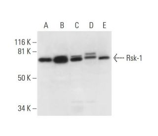 Rsk-1 Antibody (A-10) - Western Blotting - Image 292905 
