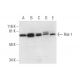 Rsk-1 Antibody (A-10) - Western Blotting - Image 292905 