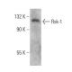 Rsk-1 Antibody (T12A6) - Western Blotting - Image 355265