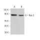 Rsk-3 Antibody (3C4C8) - Western Blotting - Image 380363