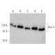 western blotting image from recommended Rsk-3 (3C4C8) monoclonal antibody replacement. Image 372274