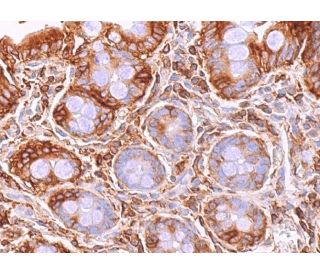 Rsk Antibody (B-4) - Immunohistochemistry - Image 374768 