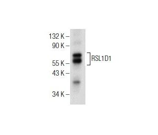 RSL1D1 Antibody (E-12) - Western Blotting - Image 155086 