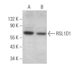 RSL1D1 Antibody (G-4) - Western Blotting - Image 366367 