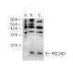 RSL24D1 Antibody (3H2) - Western Blotting - Image 30923