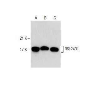 RSL24D1 Antibody (3H2) - Western Blotting - Image 154157 