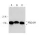 RSL24D1 Antibody (3H2) - Western Blotting - Image 154157 