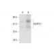 RSPRY1 Antibody (C-8) - Western Blotting - Image 332805