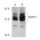RSPRY1 Antibody (C-8) - Western Blotting - Image 360622 