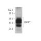 RSPRY1 Antibody (C-8) - Western Blotting - Image 374843 