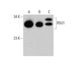 RSU1 Antibody (1C6) - Western Blotting - Image 384301 