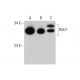 RSU1 Antibody (1C6) - Western Blotting - Image 384301 