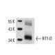 RT1-D Antibody (OX17) - Western Blotting - Image 14714 