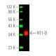 RT1-D Antibody (OX17) - Western Blotting - Image 391015
