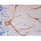 Rtn-1/2 Antibody (RNL-2) - Immunohistochemistry - Image 391886 