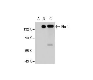 Rtn-1A Antibody (4A66) - Western Blotting - Image 49113 