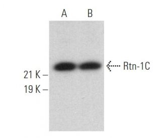 Rtn-1C Antibody (4A71) - Western Blotting - Image 371590 