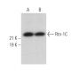 Rtn-1C Antibody (4A71) - Western Blotting - Image 371590 