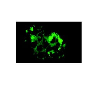 Rtn-1C Antibody (RNL-4) - Immunofluorescence - Image 6392