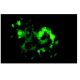 Rtn-1C Antibody (RNL-4) - Immunofluorescence - Image 6392