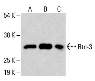 Rtn-3 Antibody (F-6) - Western Blotting - Image 414628 