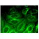 RUFY1 Antibody (A-4) - Immunofluorescence - Image 324933 