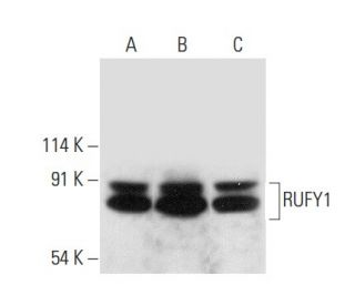 RUFY1 Antibody (A-4) - Western Blotting - Image 308188 