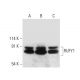 RUFY1 Antibody (A-4) - Western Blotting - Image 308188 