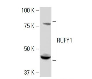 RUFY1 Antibody (SS-41) - Western Blotting - Image 34218