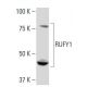 RUFY1 Antibody (SS-41) - Western Blotting - Image 34218