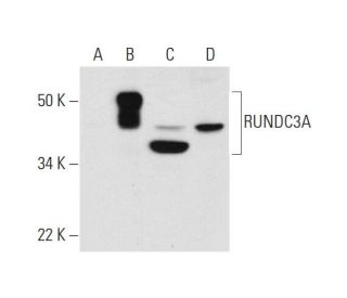 RUNDC3A Antibody (F-2) - Western Blotting - Image 291047