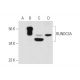 RUNDC3A Antibody (F-2) - Western Blotting - Image 291047