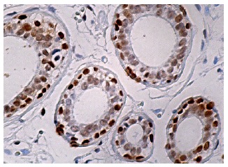 RUNX1 Antibody (A-2) | SCBT - Santa Cruz Biotechnology RUNX1 Antibody (A-2) | SCBT - Santa Cruz Biotechnology