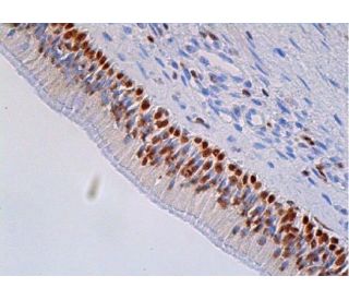 RUNX1抗体(A-2) | SCBT - Santa Cruz Biotechnology