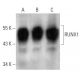 western blotting image from recommended RUNX1 (A-2) monoclonal antibody replacement. Image 354385