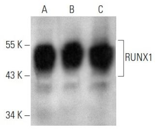 western blotting image from recommended RUNX1 (A-2) monoclonal antibody replacement. Image 354385