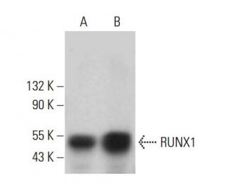 RUNX1 Antibody (A-2) - Western Blotting - Image 380669Each CRISPR/Cas9 Knockout (KO) Plasmid product consists of a pool of 3 plasmids designed to ensure identification and cleavage of a specific gene for maximum knockout efficiency. Each plasmid encodes a unique 20 nt sequence derived from the GeCKO (v2) library.