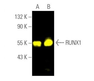 RUNX1 Antibody (A-2) - Western Blotting - Image 391451