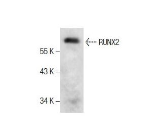 western blotting image from recommended RUNX2 (F-2) monoclonal antibody replacement. Image 287827