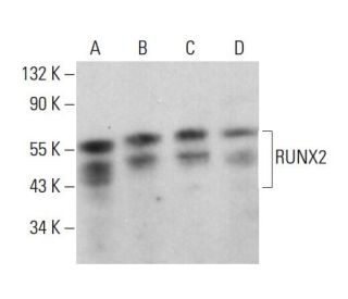 RUNX2 Antibody (F-2) - Western Blotting - Image 380246 